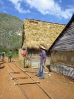 Tobacco Farm37.jpg